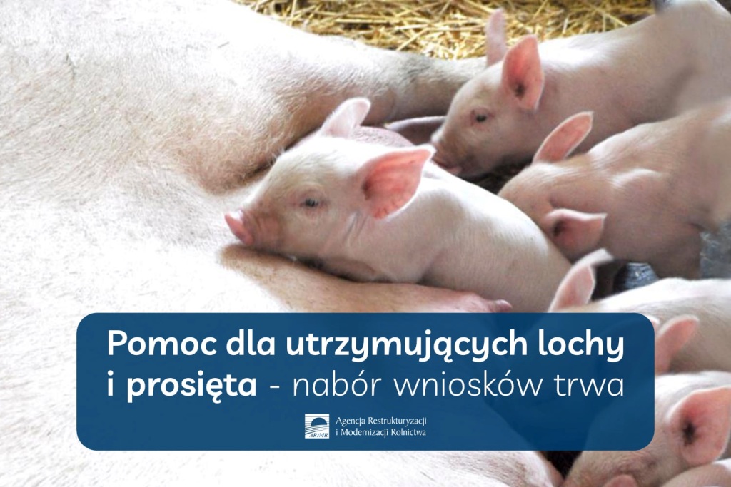 20220324 pomoc dla hodowcow loch i prosiąt