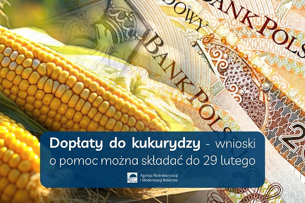 20240227 doplaty kukurydza