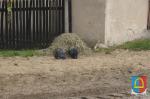 Dożynki 2013_6